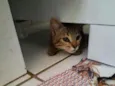 Tigrisco