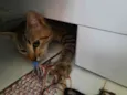 Tigrisco