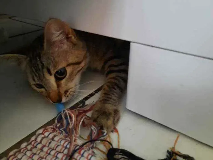 Gato ra a S.R.D. idade 2 a 6 meses nome Tigrisco