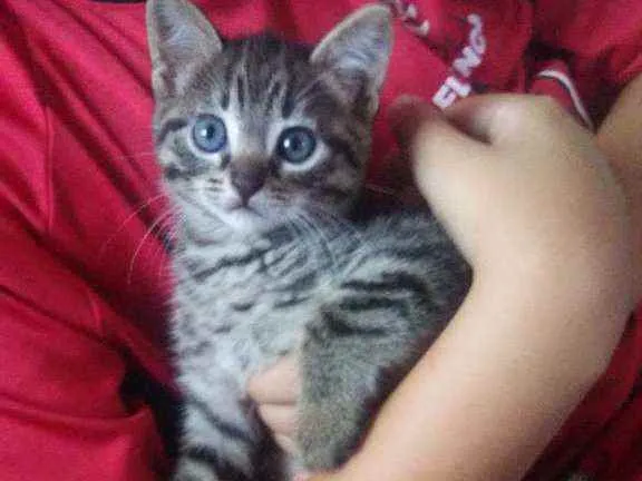Gato ra a SRD idade Abaixo de 2 meses nome Ema