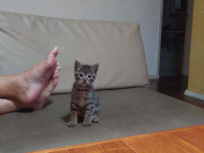 Gato ra a SRD idade Abaixo de 2 meses nome Ema