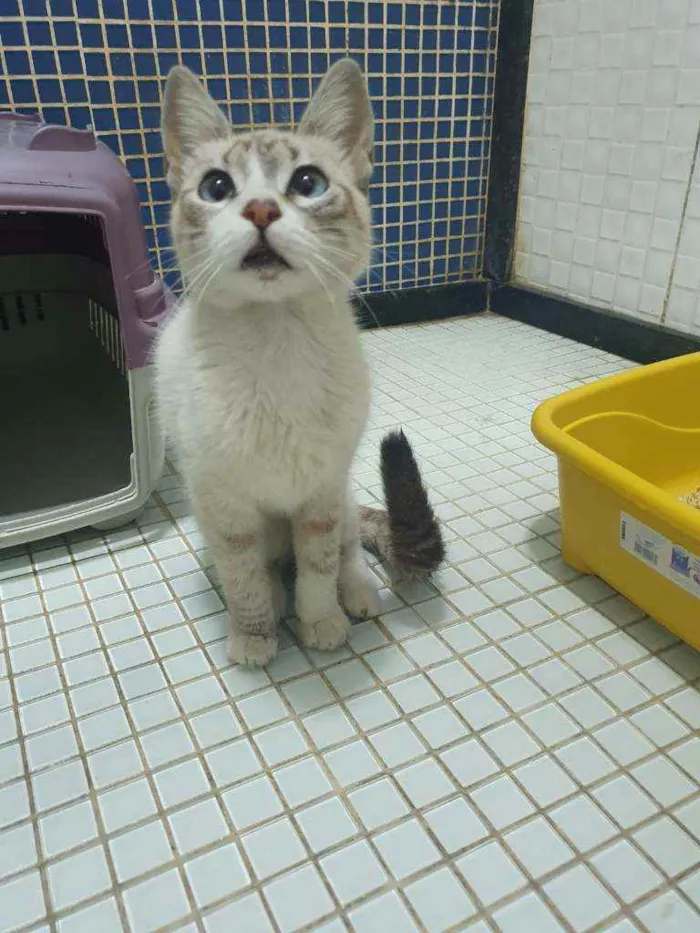 Gato ra a SRD idade 2 a 6 meses nome ...