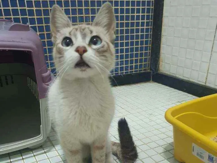 Gato ra a SRD idade 2 a 6 meses nome ...