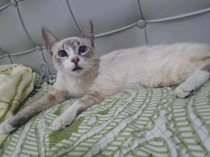 Gato ra a SRD idade 2 a 6 meses nome ...