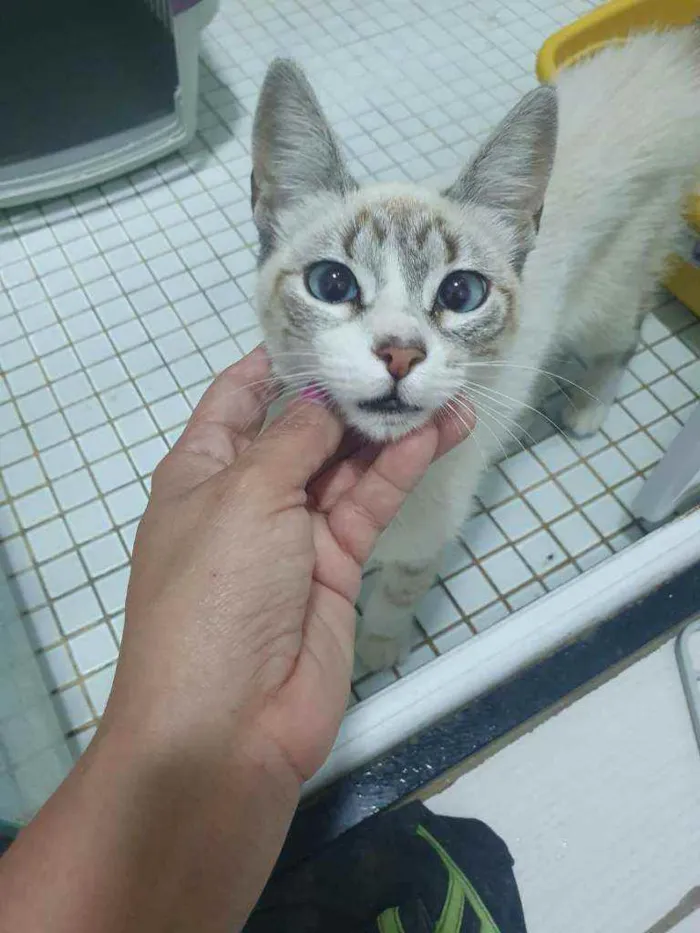 Gato ra a SRD idade 2 a 6 meses nome ...