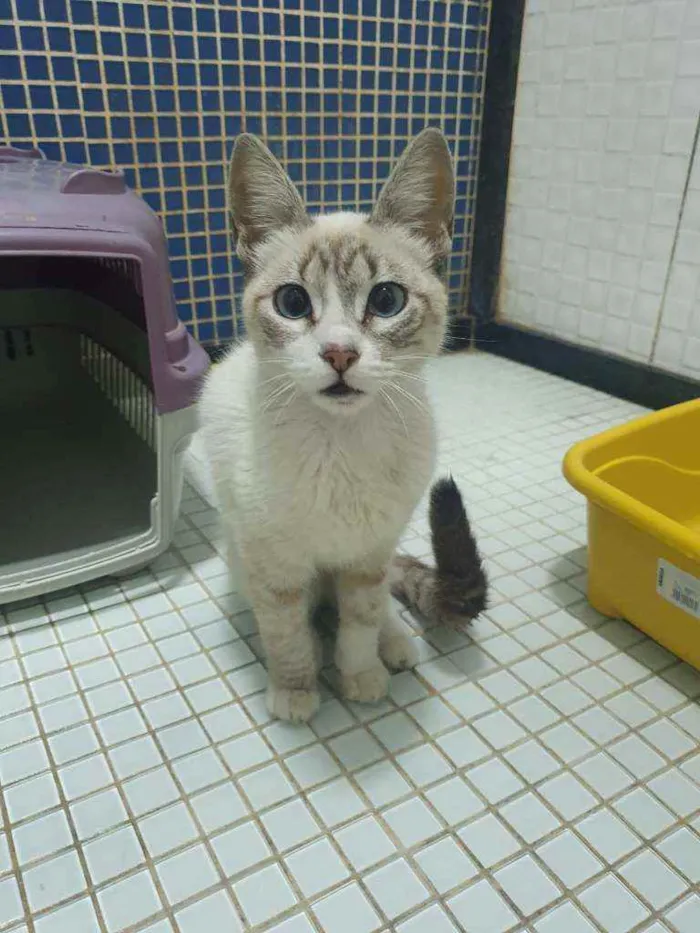 Gato ra a SRD idade 2 a 6 meses nome ...