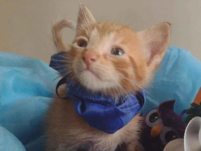 Gato ra a Srd idade Abaixo de 2 meses nome Filhotes
