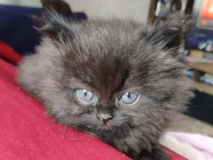 Gato raça Srd idade 2 a 6 meses nome Boneca