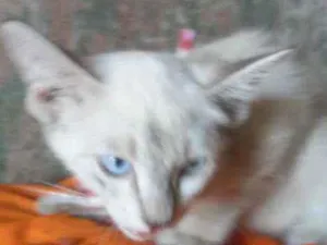 Gato raça Siamesa idade 2 a 6 meses nome Princesa