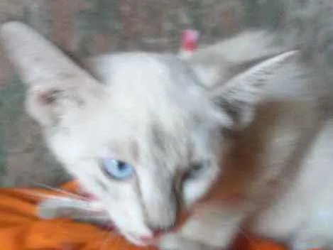 Gato ra a Siamesa idade 2 a 6 meses nome Princesa