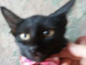Gato raça Comum idade 2 a 6 meses nome Doçura