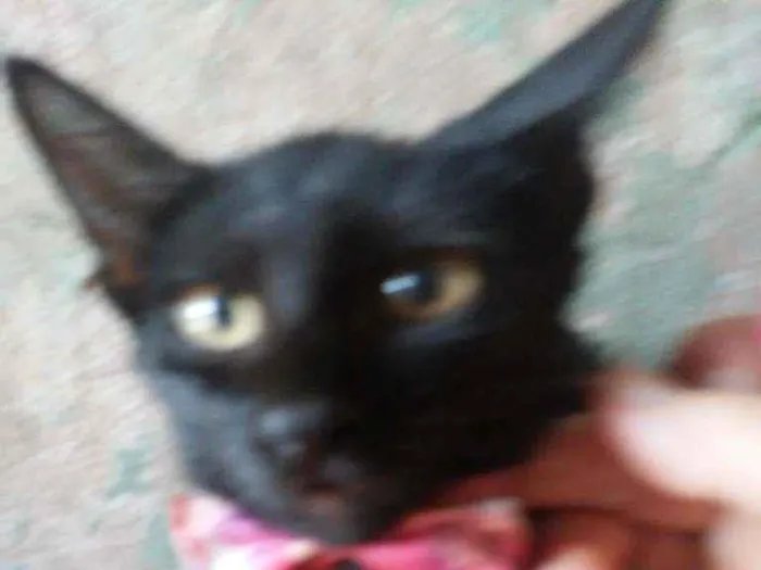 Gato ra a Comum idade 2 a 6 meses nome Doçura