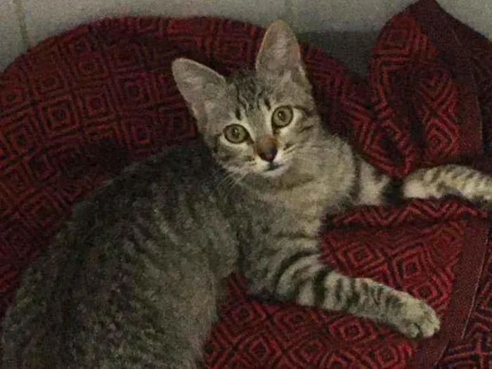 Gato ra a S.R.D. idade 2 a 6 meses nome Tigrisco