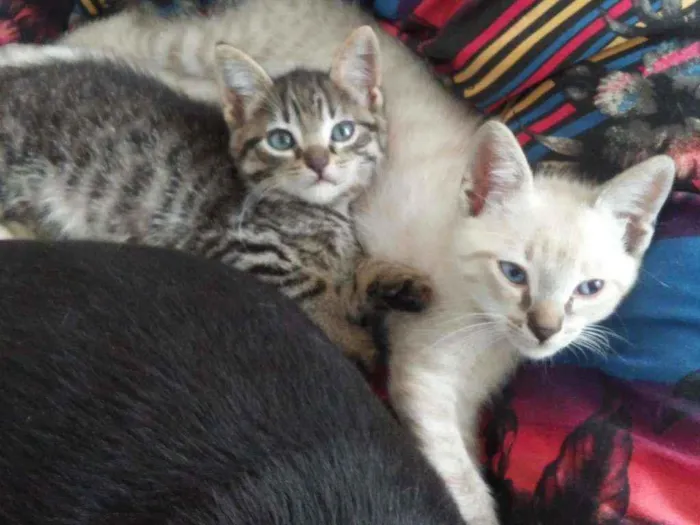 Gato ra a SRD idade Abaixo de 2 meses nome Ema