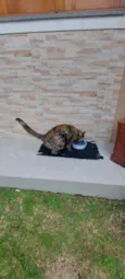 LILI