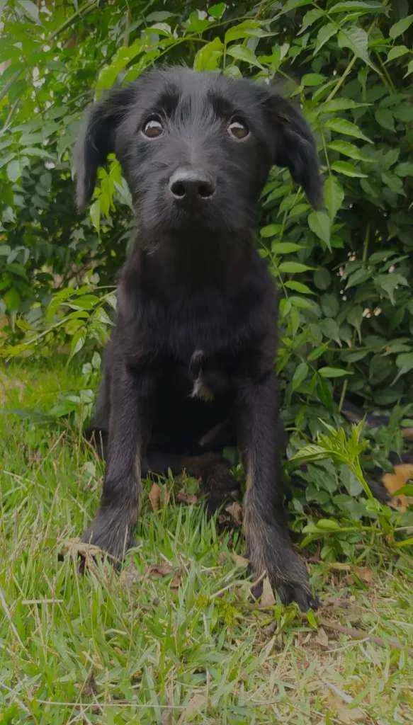 Cachorro ra a Sem raça definida idade 2 a 6 meses nome Sem nome