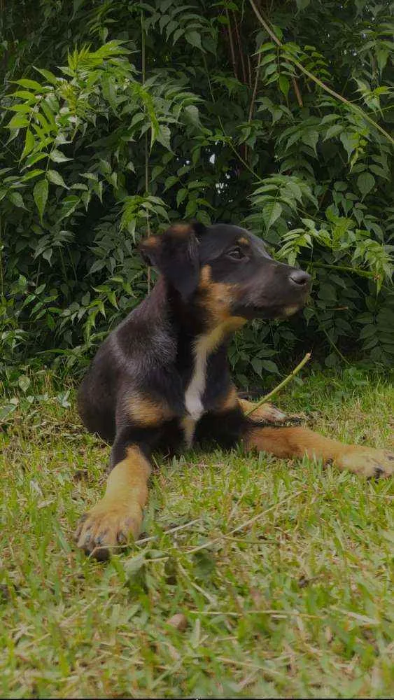 Cachorro ra a Sem raça definida idade 2 a 6 meses nome Sem nome