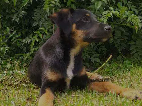 Cachorro ra a Sem raça definida idade 2 a 6 meses nome Sem nome