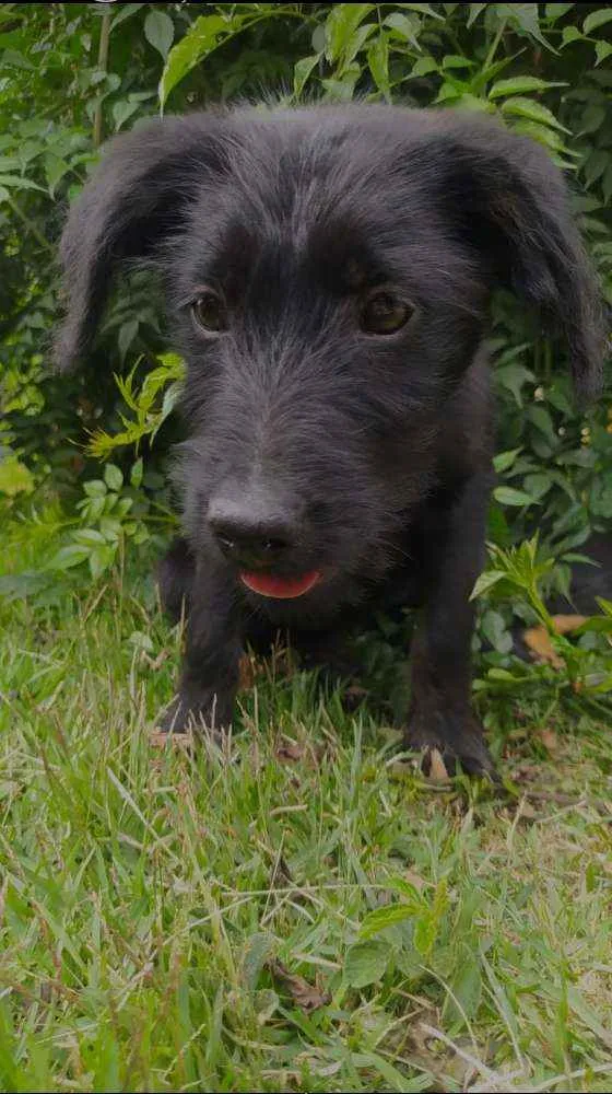 Cachorro ra a Sem raça definida idade 2 a 6 meses nome Sem nome