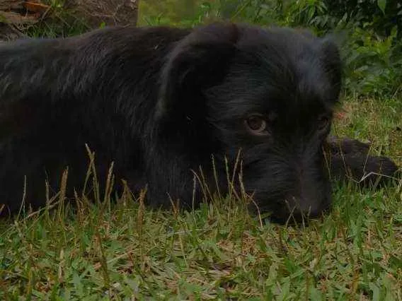 Cachorro ra a Sem raça definida idade 2 a 6 meses nome Sem nome