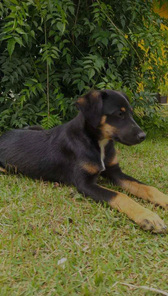 Cachorro ra a Sem raça definida idade 2 a 6 meses nome Sem nome