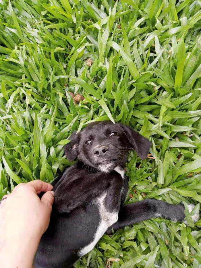 Cachorro ra a SRD idade 2 a 6 meses nome Não tem
