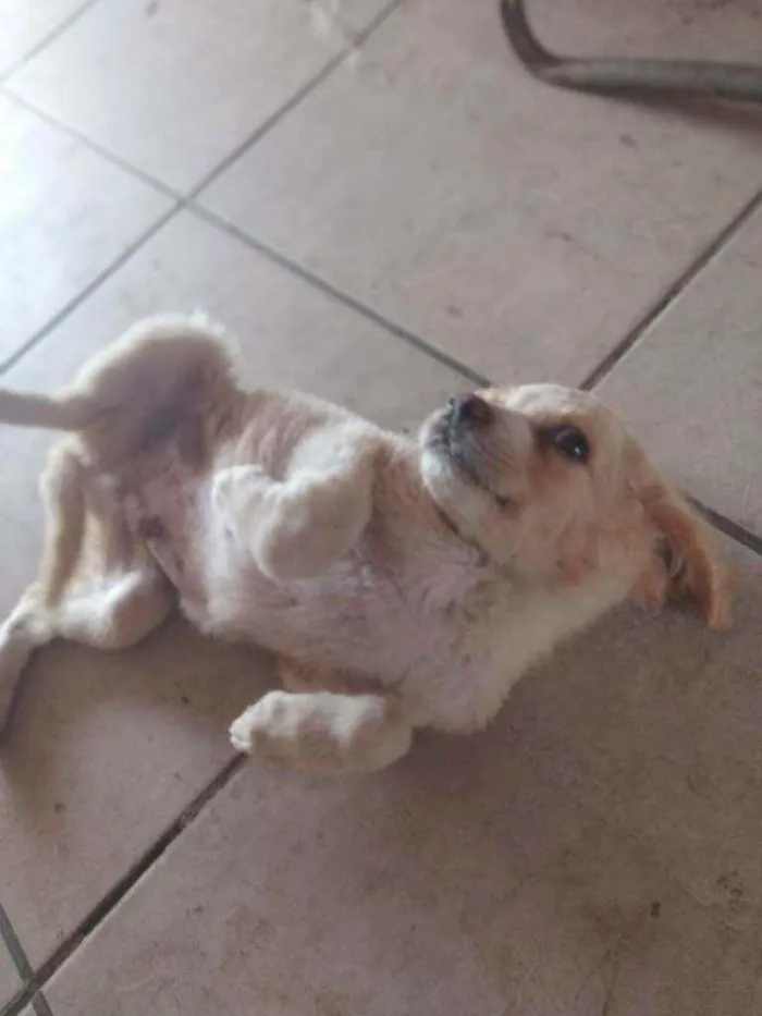 Cachorro ra a SRD idade 2 a 6 meses nome Não tem