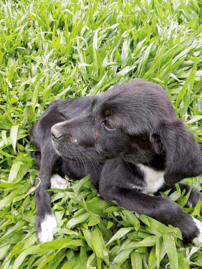 Cachorro ra a SRD idade 2 a 6 meses nome Não tem