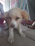 Não tem
