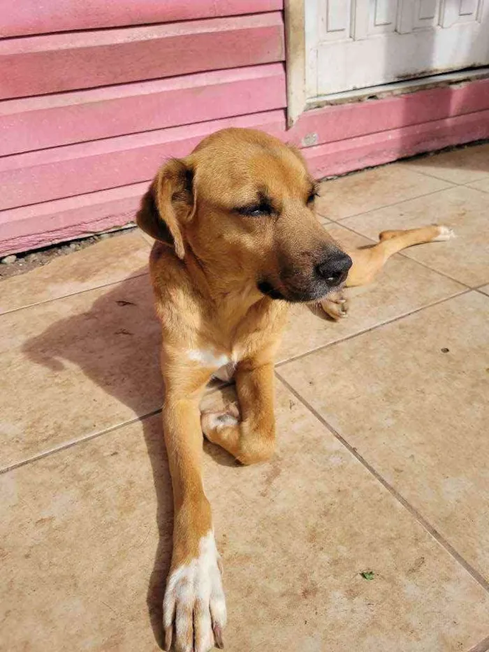 Cachorro ra a SRD idade 2 a 6 meses nome Não tem