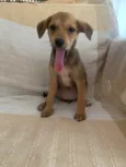 Cachorro raça SRD idade 2 a 6 meses nome Bel