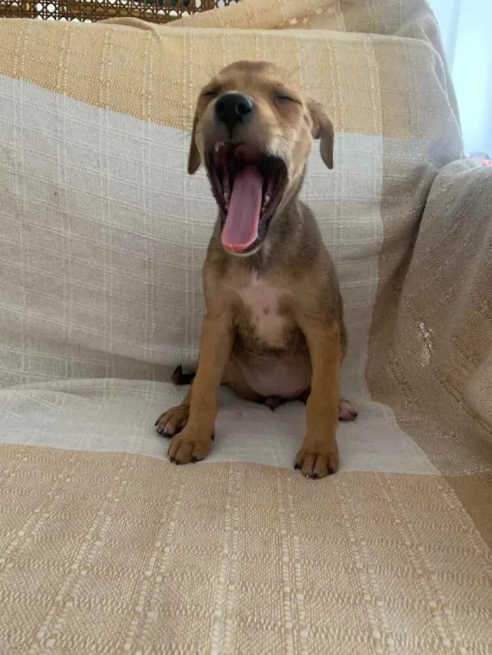 Cachorro raça SRD idade 2 a 6 meses nome Bel