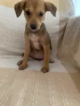Cachorro raça SRD idade 2 a 6 meses nome Bel