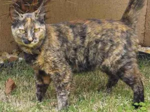 Gato raça Sem raça definida idade 3 anos nome LILI