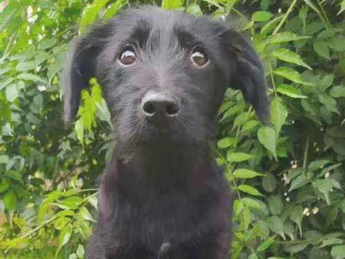 Cachorro ra a Sem raça definida idade 2 a 6 meses nome Sem nome