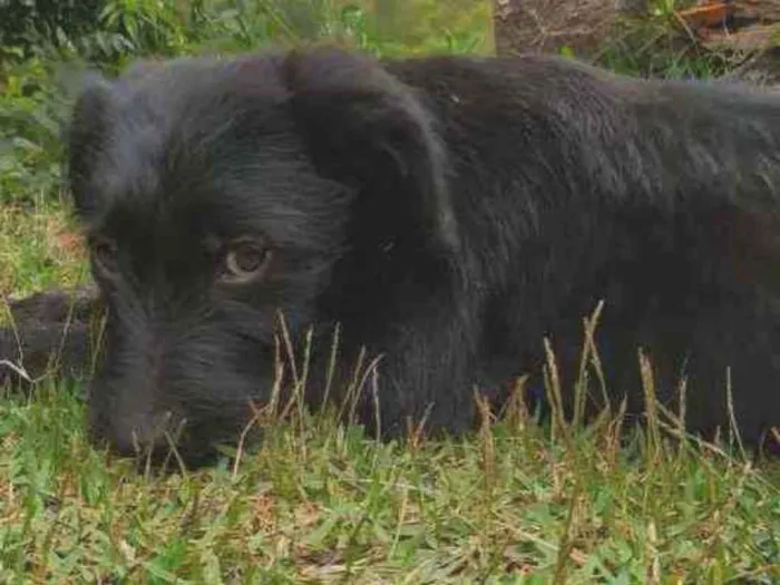 Cachorro ra a Sem raça definida idade 2 a 6 meses nome Sem nome