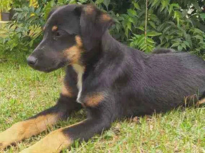 Cachorro ra a Sem raça definida idade 2 a 6 meses nome Sem nome