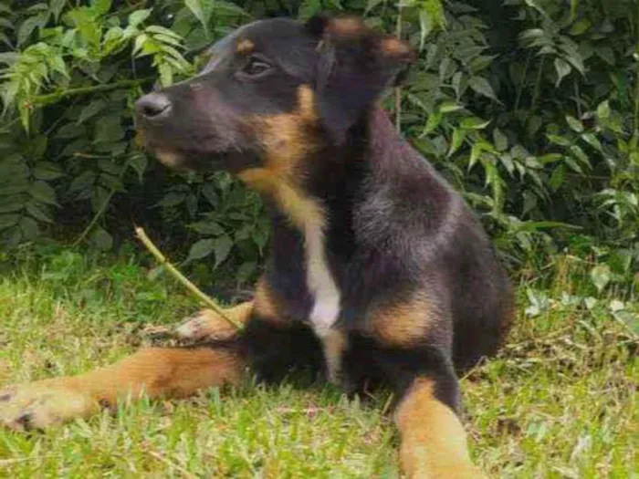 Cachorro ra a Sem raça definida idade 2 a 6 meses nome Sem nome