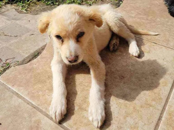 Cachorro ra a SRD idade 2 a 6 meses nome Não tem