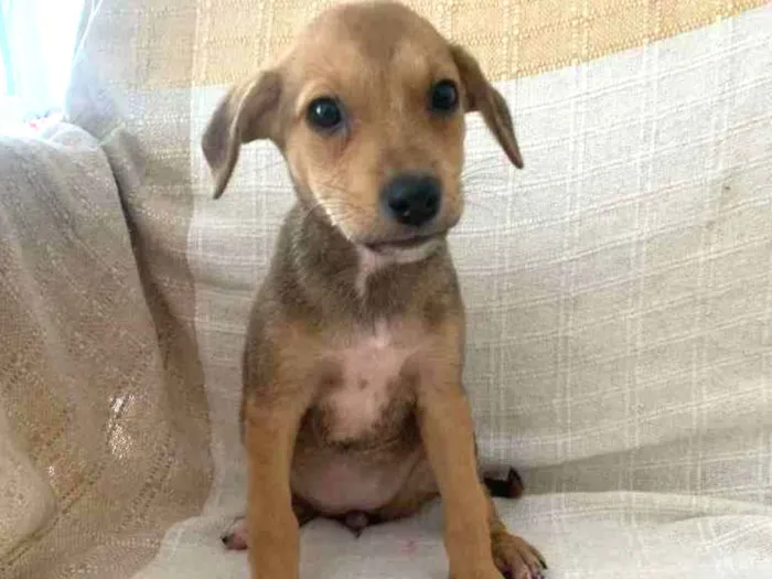 Cachorro raça SRD idade 2 a 6 meses nome Bel