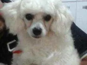 Cachorro raça Maltês com poodle idade 6 ou mais anos nome Benny