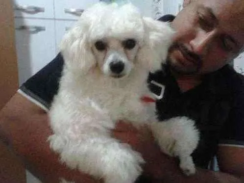 Cachorro ra a Maltês com poodle idade 6 ou mais anos nome Benny