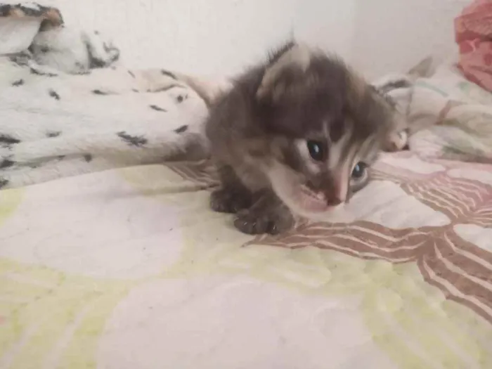 Gato ra a vira lata idade Abaixo de 2 meses nome lia