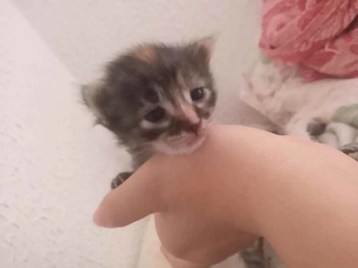 Gato ra a vira lata idade Abaixo de 2 meses nome lia