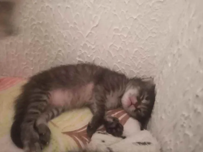 Gato ra a vira lata idade Abaixo de 2 meses nome lia