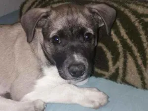 Cachorro raça Vira-lata idade 2 a 6 meses nome Não tem