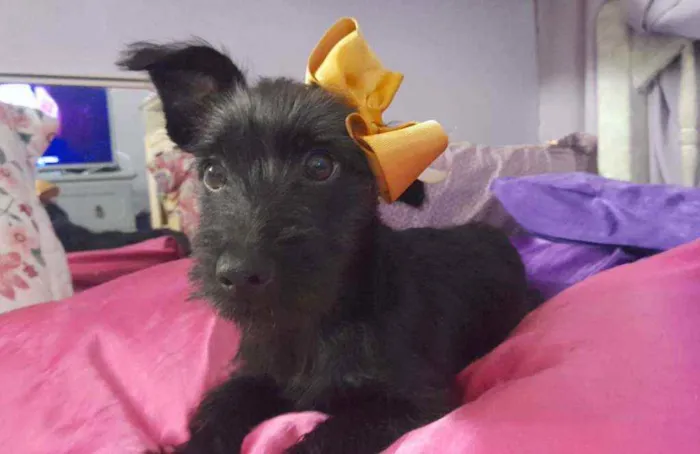 Cachorro ra a Srd idade 2 a 6 meses nome July
