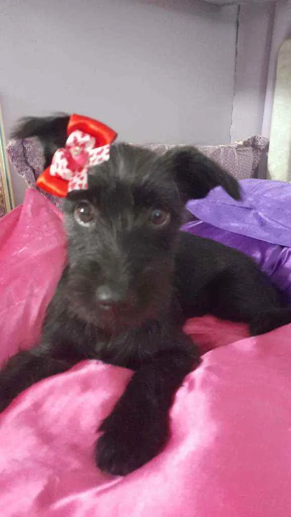 Cachorro ra a Srd idade 2 a 6 meses nome July