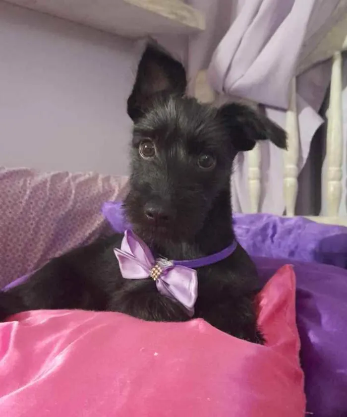 Cachorro ra a Srd idade 2 a 6 meses nome July