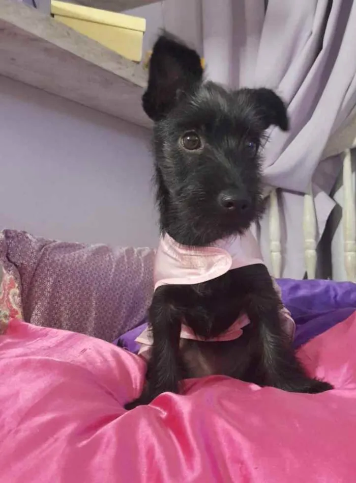 Cachorro ra a Srd idade 2 a 6 meses nome July